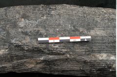 Foto (Detailansicht) von Calamites communis Ettingshausen (NHMW-GEO-2024-0188-10957)